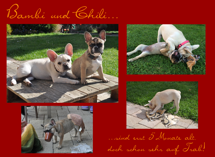 Bambi und Chili