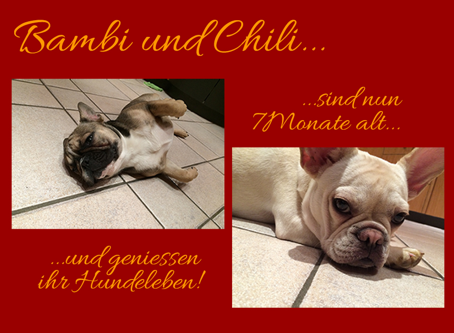Bambi und Chili