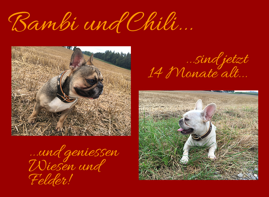 Bambi und Chili