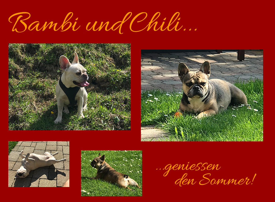 Bambi und Chili