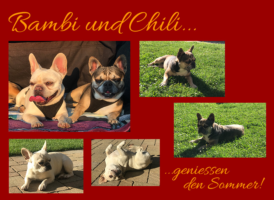 Bambi und Chili
