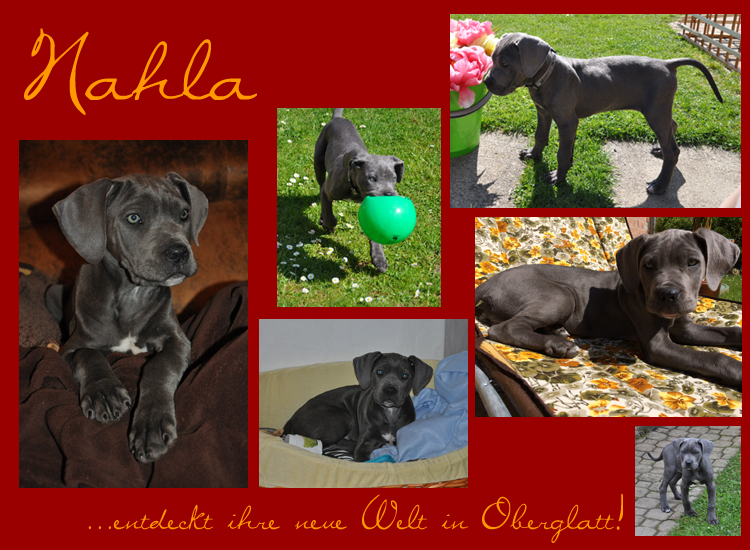 Nahla