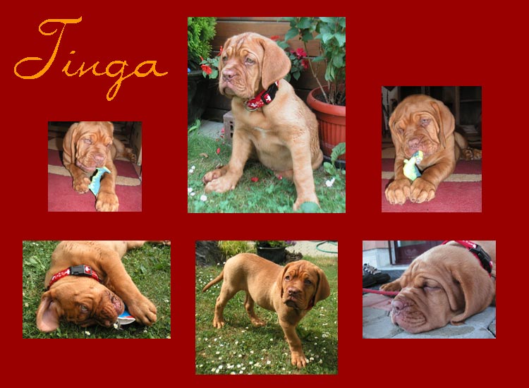 Tinga