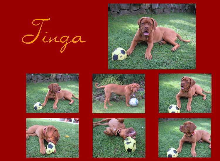 Tinga