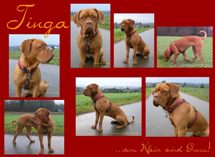 Tinga