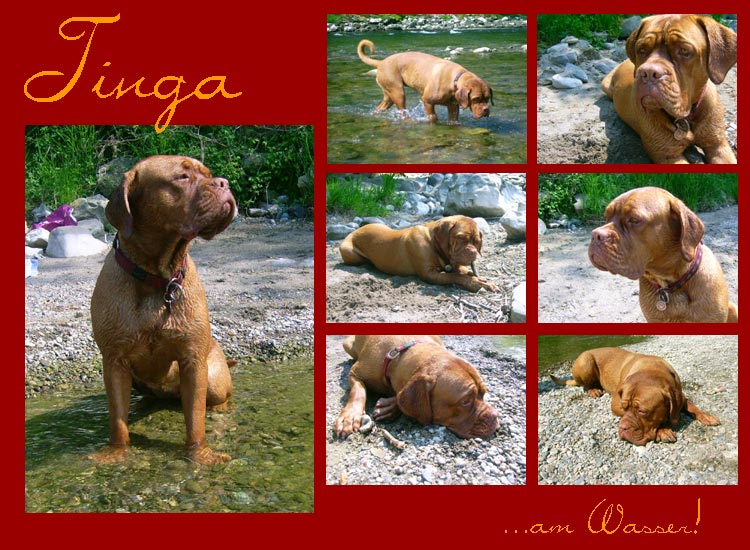 Tinga