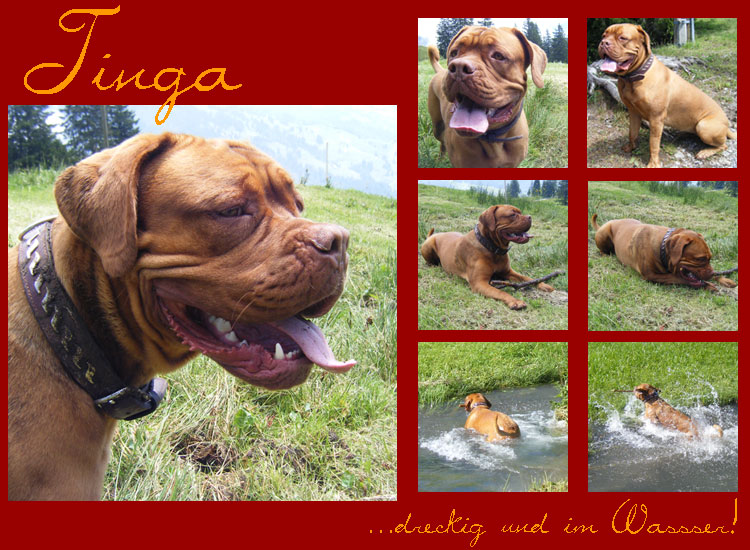 Tinga