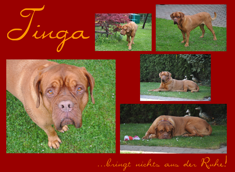 Tinga